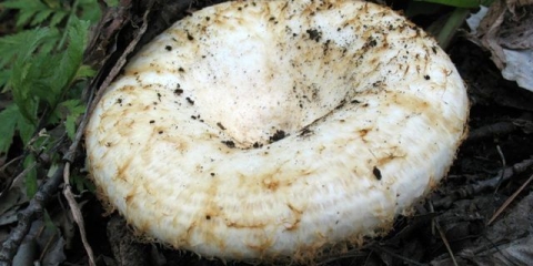 U kojim šumama rastu mliječne gljive: gdje tražiti, gdje sakupljati, kada sakupljati, gdje rastu u rusiji i po regijama